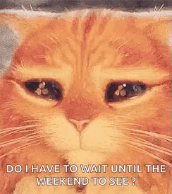 Cat Cutie GIF