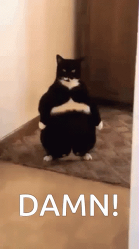 Cat Damn GIF