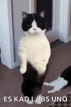 Cat Dance Arabic GIF