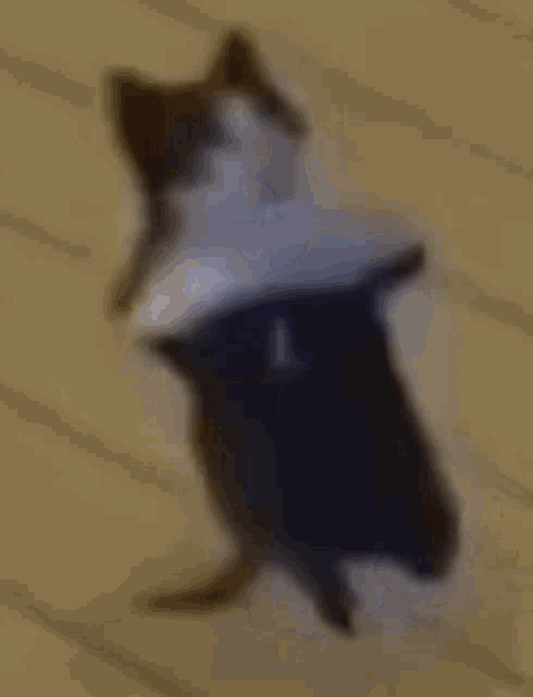 Cat Dance GIF