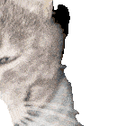 Cat Dance Cat Dance Gif Sticker