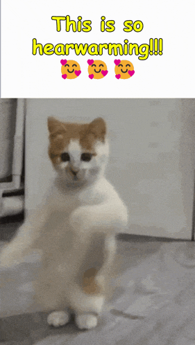 Cat Dance GIF