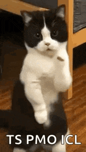 Cat Dance Dancing Cat GIF