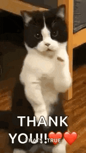 Cat Dance Dancing Cat GIF