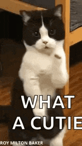 Cat Dance Dancing Cat GIF