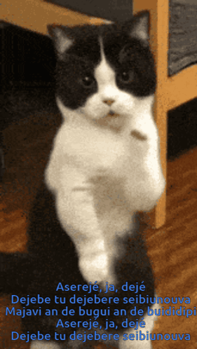 Cat Dance Dancing Cat GIF