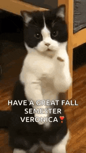Cat Dance Dancing Cat GIF