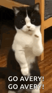 Cat Dance Dancing Cat GIF
