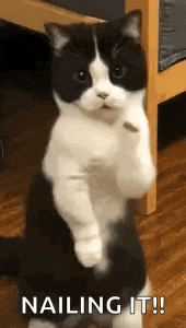 Cat Dance Dancing Cat GIF
