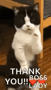 Cat Dance Dancing Cat GIF