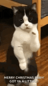 Cat Dance Dancing Cat GIF