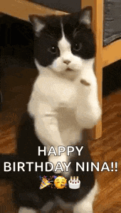 Cat Dance Dancing Cat GIF