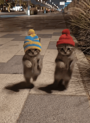 Cat Dance GIF