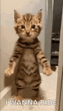 Cat Dance GIF