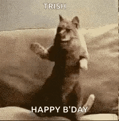 Cat Dance GIF