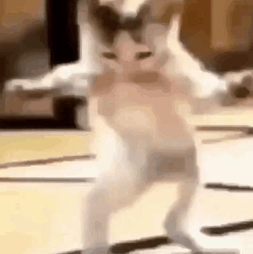 Cat Dance GIF