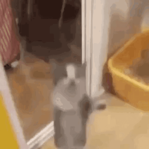 Cat Dance On Door Glass Door Window Jump GIF