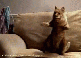 Cat Dance GIF