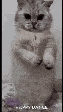 Cat Dance GIF