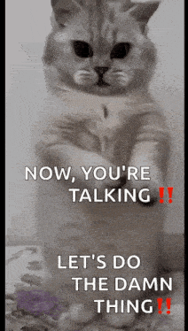 Cat Dance GIF