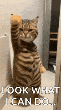 Cat Dance Slow Dance GIF