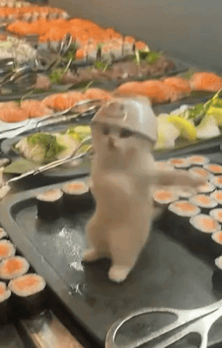 Cat Dance Sushi GIF