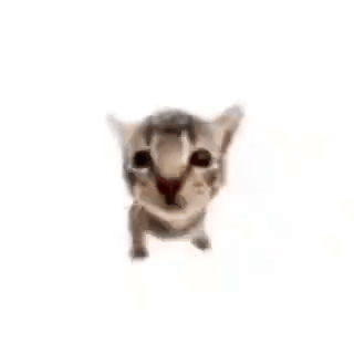 Cat Dance GIF