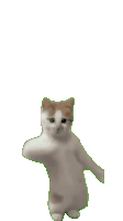 Cat Dance Sticker