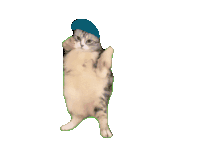Cat Dance Sticker
