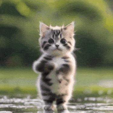 Cat Dance GIF