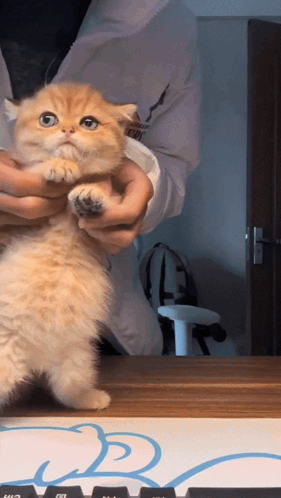 Cat Dancing Cat Dance GIF