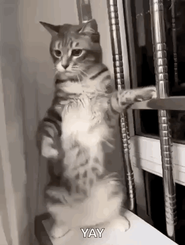 Cat Dancing Cat Shaking GIF
