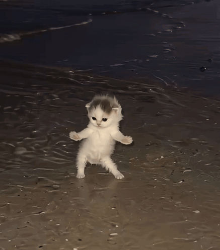 Cat Dancing Cat GIF