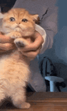 Cat Dancing GIF