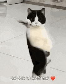 Cat Dancing Gif Dancing Cat GIF
