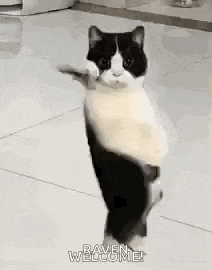 Cat Dancing Gif Dancing Cat GIF