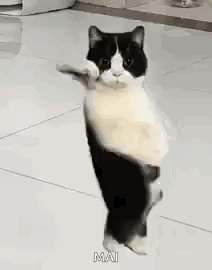 Cat Dancing Gif Dancing Cat GIF