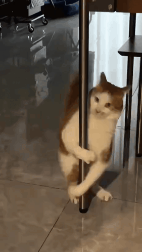 Cat Dancing GIF