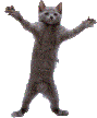 Cat Dancing Sticker