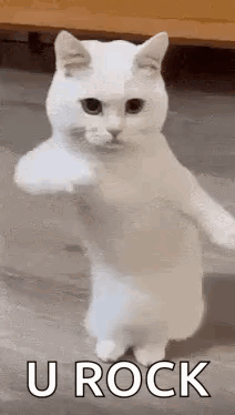Cat Dancing To Party Rock Anthem GIF