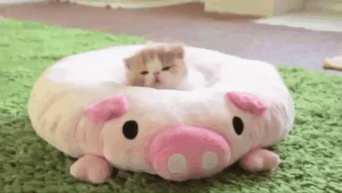 Cat Daun Sleep GIF