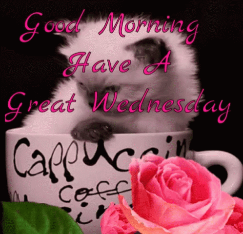 Cat Day Good Morning GIF. This 498 x 480 animated GIF is part of our guten morgen mittwoch collection. Related themes include coffee, good morning, have a…