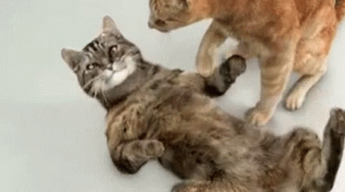 Cat Death GIF