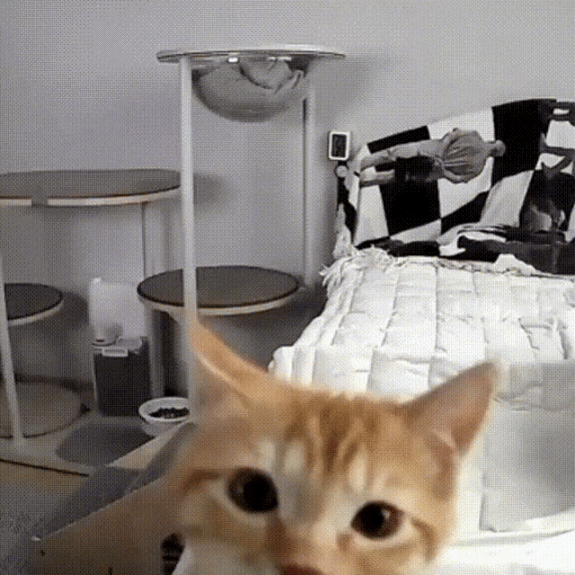 Cat Death GIF