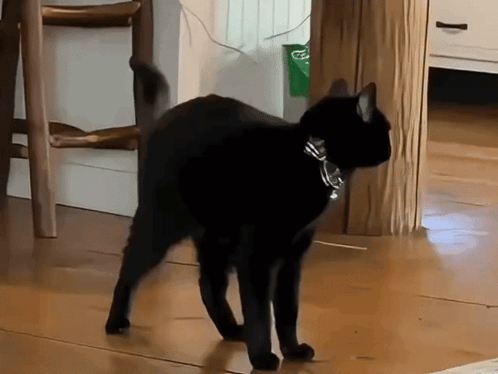 Cat Derp GIF