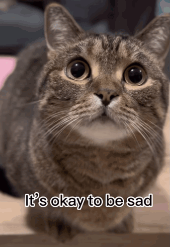 Cat Dinosaur GIF