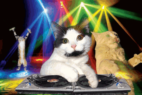 Cat Dj And Disco Dancing Cats 2011 2012 GIF