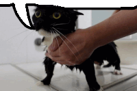 Cat Sticker