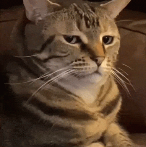 Cat GIF
