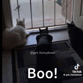 Cat Dog GIF